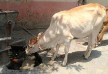 गुठळ्या त्वचेच्या आजाराचा सामना करण्यासाठी महाराष्ट्रात शेळीपॉक्स लस उत्पादनास सुरुवात झाली