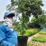 या उन्हाळ्यात पाण्याचा पुरवठा कमी होत असताना गार्डन नर्सरींना उन्हाचा सामना करावा लागत आहे